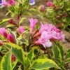 Weigela Florida Magical Rainbow -Jardin De Fleurs Magasin Weigela florida Magical Rainbow 781857 1