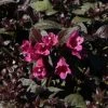 Weigela Florida Minor Black