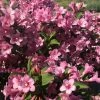 Weigela Florida Pink Poppet -Jardin De Fleurs Magasin Weigela florida Pink Poppet copyright 78185 1