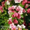 Weigela Hybride Carnaval -Jardin De Fleurs Magasin Weigela hybride Carnaval 100238 1