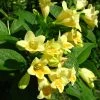 Weigela Middendorffiana -Jardin De Fleurs Magasin Weigela middendorffiana 781921 1