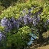 Glycine Du Japon - Wisteria Floribunda