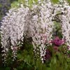 Glycine Japonaise - Wisteria Floribunda Lipstick -Jardin De Fleurs Magasin Wisteria floribunda Lipstick copyright 1009272 1