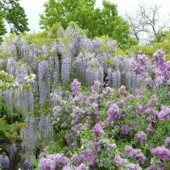 Glycine Japonaise - Wisteria Floribunda Macrobotrys De Belder
