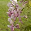 Wisteria Venusta Rosea - Glycine Du Japon -Jardin De Fleurs Magasin Wisteria venusta Rosea 82452 1