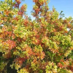 Xanthoceras Sorbifolium Happy Orange - XanthocÃ¨re Ã  Feuilles De Sorbier