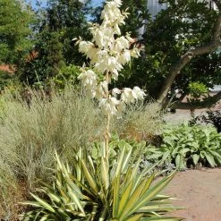 Yucca Filamentosa Colour Guard - Yucca Filamenteux PanachÃ©