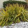 Yucca Flaccida Golden Sword -Jardin De Fleurs Magasin Yucca flaccida Golden Sword 83487 1