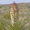 Yucca Torreyi - Yucca De Torrey -Jardin De Fleurs Magasin Yucca torreyi de Torrey copyright 17170 1