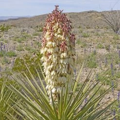 Yucca Torreyi - Yucca De Torrey