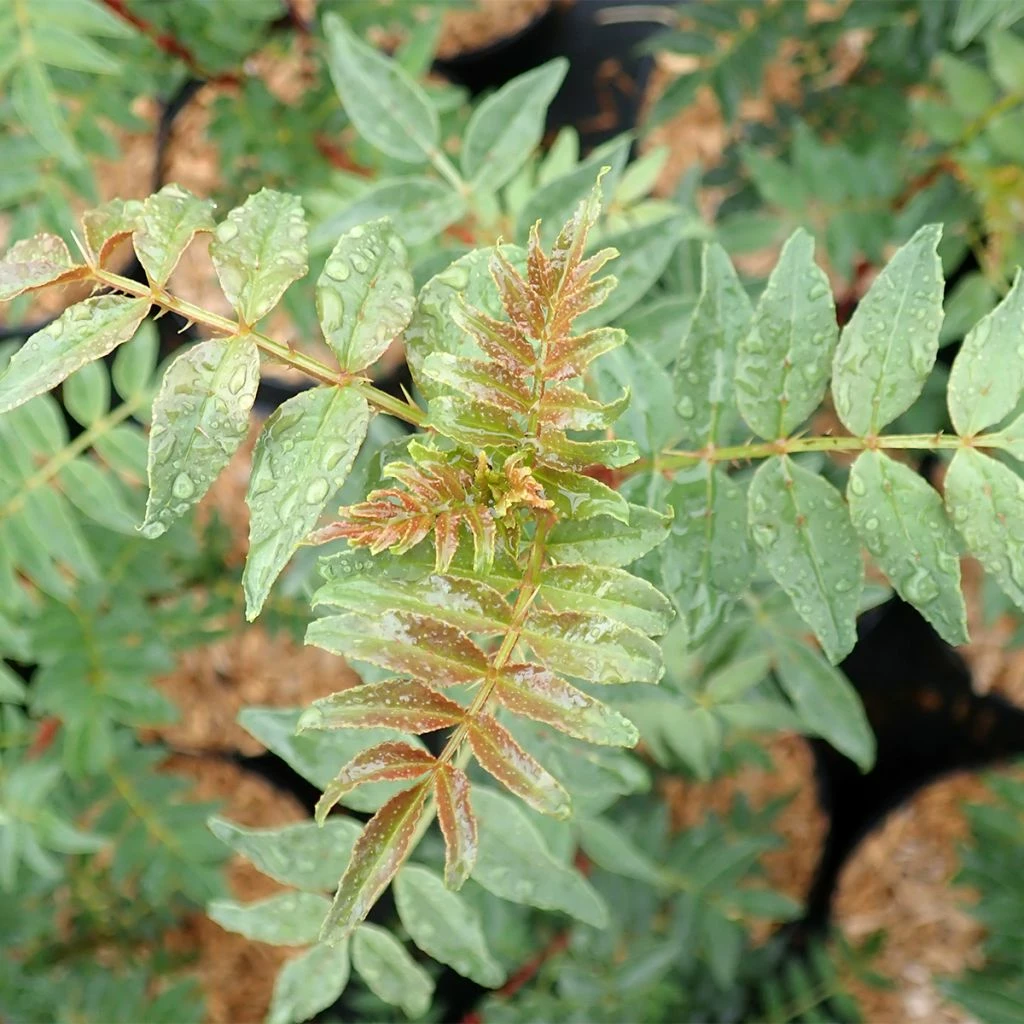 Zanthoxylum Schinifolium - Poivrier De Sansho 1 Zanthoxylum Schinifolium - Poivrier De Sansho