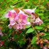 Abelia Parviflora Bumble Bee -Jardin De Fleurs Magasin abelia parviflora bumble bee 85981 1