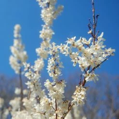 Forsythia Blanc De CorÃ©e, Abeliophyllum Distichum