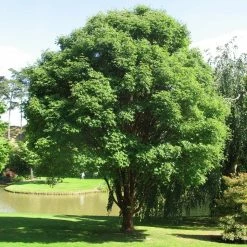 Ã‰rable Cannelle - Acer Griseum