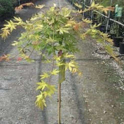 Ã‰rable Du Japon - Acer Palmatum Cascade Gold