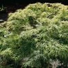 Ã‰rable Du Japon - Acer Palmatum Dissectum -Jardin De Fleurs Magasin acer palmatum dissectum 781549 1