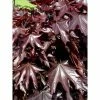 Acer Platanoides Crimson Sentry - Érable Plane 2 Acer Platanoides Crimson Sentry - Érable Plane -Jardin De Fleurs Magasin acer platanoides crimson sentry 1000452 1