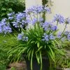 Agapanthe Pitchoune Blue 2 Agapanthe Pitchoune Blue -Jardin De Fleurs Magasin agapanthus pitchoune blue 0524 1