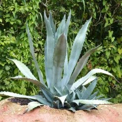 Agave Americana - Agave D'AmÃ©rique