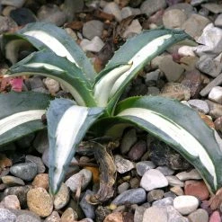 Agave Mediopicta Alba - Agave D'AmÃ©rique