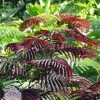 Albizia Julibrissin Summer Chocolate - Arbre Ã  Soie