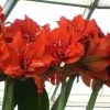 Amaryllis Double Celica -Jardin De Fleurs Magasin amaryllis celica 56978 1