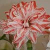 Amaryllis Double Dancing Queen -Jardin De Fleurs Magasin amaryllis double dancing queen 56962 1