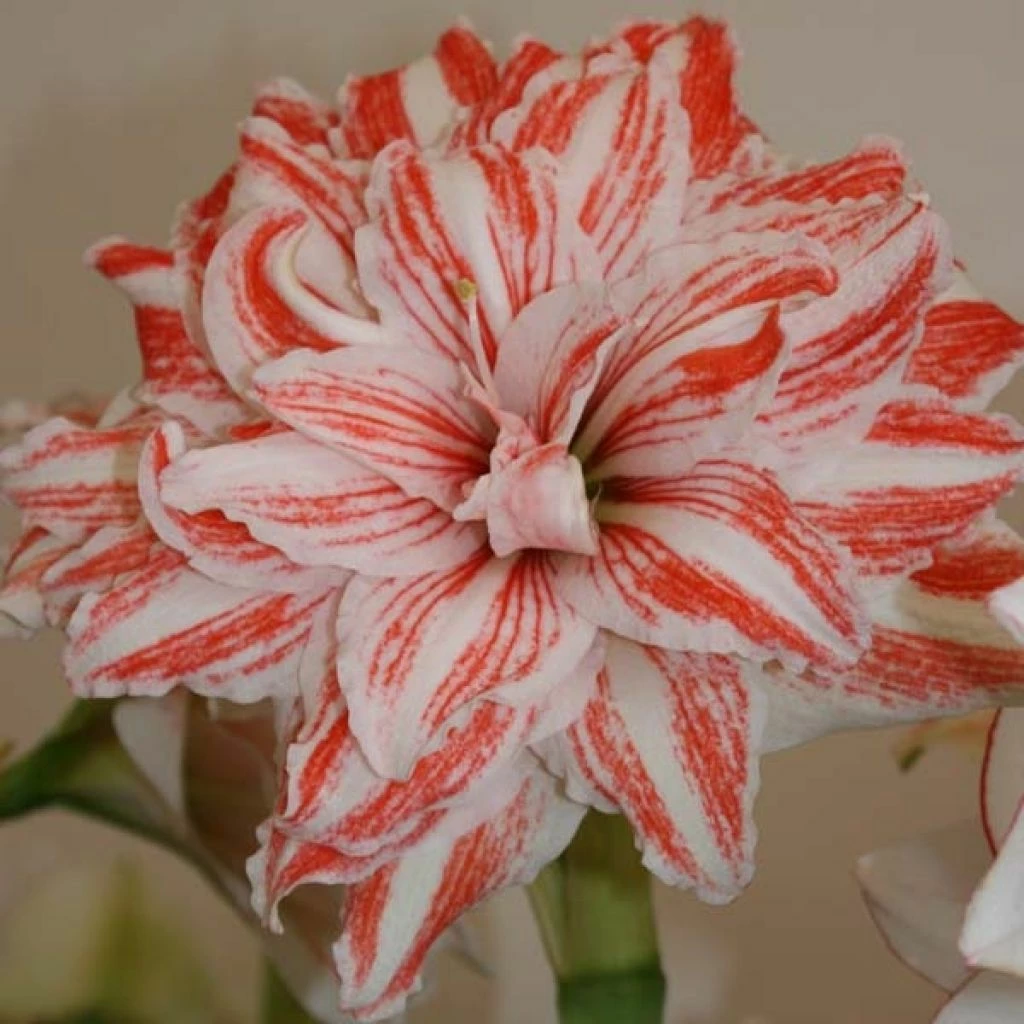 Amaryllis Double Dancing Queen 1 Amaryllis Double Dancing Queen