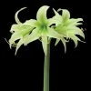 Amaryllis Evergreen -Jardin De Fleurs Magasin amaryllis evergreen 56967 1