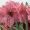 Amaryllis Hercule -Jardin De Fleurs Magasin amaryllis hercule 56618 1