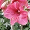 Amaryllis Pink Surprise -Jardin De Fleurs Magasin amaryllis pink sensation 56961 1
