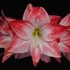 Amaryllis Spotlight* -Jardin De Fleurs Magasin amaryllis spotlight 56702 1
