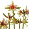 Amaryllis Wild Amazone - Hippeastrum -Jardin De Fleurs Magasin amaryllis wild amazone hippeastrum copyright 15926 1