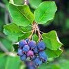 Amelanchier Alnifolia Saskatoon Berry -Jardin De Fleurs Magasin amelanchier alnifolia saskatoon berry 85479 1