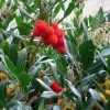 Arbutus Unedo - Arbousier -Jardin De Fleurs Magasin arbutus unedo 781557 5