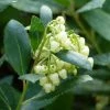 Arbutus Unedo Compacta - Arbousier -Jardin De Fleurs Magasin arbutus unedo compacta 83240 3