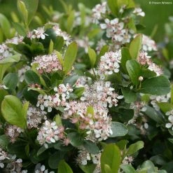 Aronia Melanocarpa Revontuli Mound - Aronie Ã  Fruits Noirs