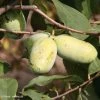 Asimina Sunflower - Pawpaw -Jardin De Fleurs Magasin asimina sunflower 82679 3