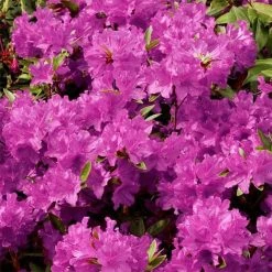 AzalÃ©e Du Japon Purple Splendor - Rhododendron Hybride