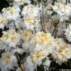 AzalÃ©e De Chine Mount Rainier - Rhododendron Hybride -Jardin De Fleurs Magasin azalee MOUNT RAINIER 80470 1
