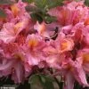 AzalÃ©e De Chine Berry Rose - Rhododendron Hybride