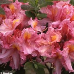 AzalÃ©e De Chine Berry Rose - Rhododendron Hybride