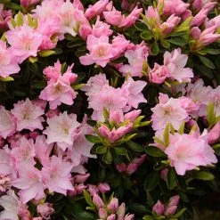 AzalÃ©e Du Japon Al's Picotee - Rhododendron Hybride