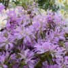 AzalÃ©e Du Japon Koromo Shikibu - Rhododendron Hybride -Jardin De Fleurs Magasin azalee du japon koromo shikibu 80473 2