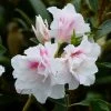 AzalÃ©e Du Japon White Prince - Rhododendron Hybride -Jardin De Fleurs Magasin azalee du japon white prince 781704 1 1