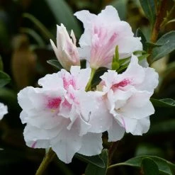 AzalÃ©e Du Japon White Prince - Rhododendron Hybride