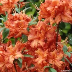 AzalÃ©e De Chine Fire Ball - Rhododendron Hybride Orange Vif