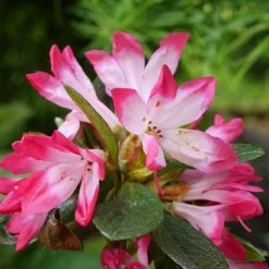 AzalÃ©e Japonaise - Azalea Japonica Izumi No Mai