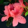AzalÃ©e Japonaise Tamanini - Rhododendron Hybride -Jardin De Fleurs Magasin azalee japonaise tamanini 85724 1