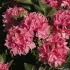 AzalÃ©e De Chine Kilian - Rhododendron Hybride -Jardin De Fleurs Magasin azalee kilian 80471 1
